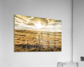 Golden Light Acrylic Print