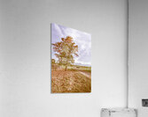 Golden Wattle Lane Acrylic Print