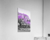 Jacaranda Hues Acrylic Print