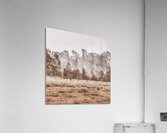 Pacified Paddock Acrylic Print