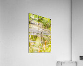 Ban Ban Springs Acrylic Print