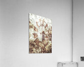 Outback Classic Acrylic Print