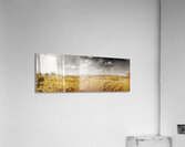 Golden Grasslands Acrylic Print