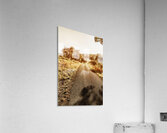 Sun Dipped Acrylic Print