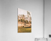 Farming Tradition Acrylic Print