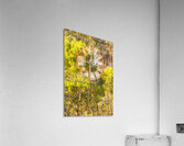 Old Water Windmill  Acrylic Print