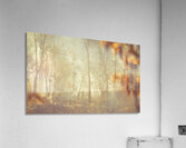 Wild Vagueness Acrylic Print