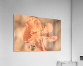 Softness And Serenity Acrylic Print