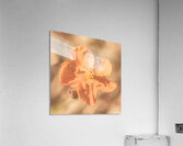 Wildflower Wonders Acrylic Print