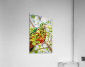 Australian King Parrot Acrylic Print