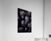 Frozen Blueberries Acrylic Print