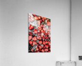 Garnished Acrylic Print