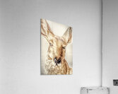 Country Lookout Acrylic Print