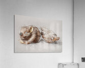 A Play On The Outbacks Acrylic Print