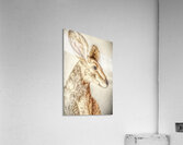 Golden Kangaroo Acrylic Print