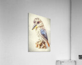 Kookaburra Perch Acrylic Print