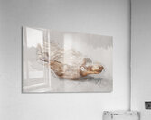 Playful Platypus Acrylic Print