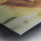 Toned vintage spring daffodils Metal print