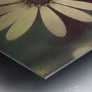 Two daisies growing in a spring garden field Metal print