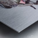 Isolated newspaper dog carrying latest news Metal print