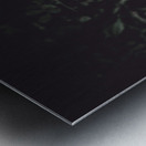 Feather quill lying in green grass. Writers guild  Metal print