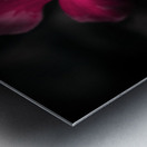 Pink periwinkle pair Metal print