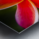 Colorful tropics Metal print