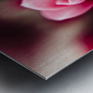 Sparaxis Grandiflora flower macro Metal print