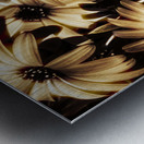 Cape daisy darkness Metal print