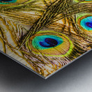 Peacock feathers still life Metal print