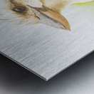 Bush Kookaburra  Metal print