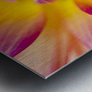 Beautiful colourful flower macro. Spring beauty Metal print