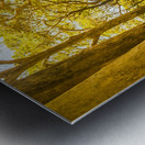 Trailing tales and forest footpaths Metal print