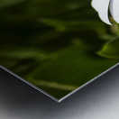 Blossoming Harmony Metal print