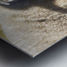 Outback Sheep Metal print