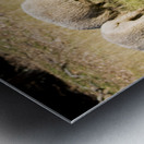 Farmyard Scene Metal print