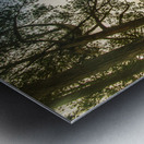 Forest tree vista Metal print