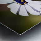 Purple Daisy Metal print