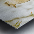 Kingfisher views Metal print