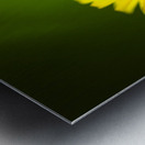 Dandelion Flower Metal print