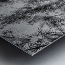 Reigning pines Metal print