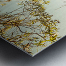 Still lake afternoon  Metal print