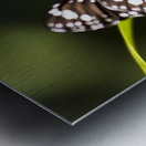 Tropical Butterfly Metal print