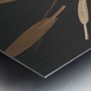 Feather Feature  Metal print