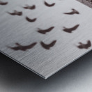 Bay of birds Metal print