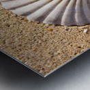 Sandy Shell Metal print