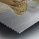 Country And Western Corn Slinger Metal print