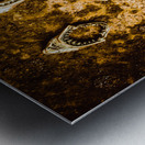 Killer shark jaws  Metal print