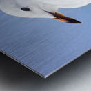 Ocean Bird Metal print