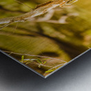 Afternoon lakes Metal print